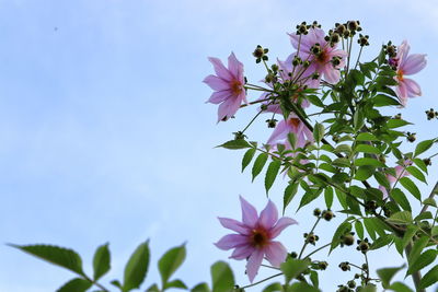 Low angle view of pink flowering plant against sky