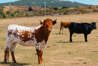 Smiling cow looks at the camera.