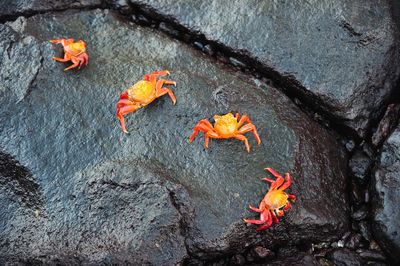 High angle view of orange leaves on rock