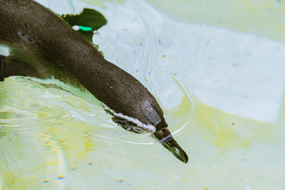 High angle view of turtle swimming in lake