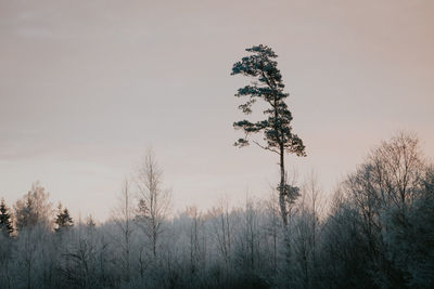 Plants growing on land against sky during sunset