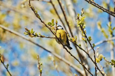 Low angle view of bird perching on tree