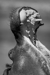 Mono close-up of hippo opening mouth wide