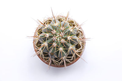 Close-up of cactus plant against white background