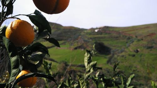 Close-up of fruits on field against sky