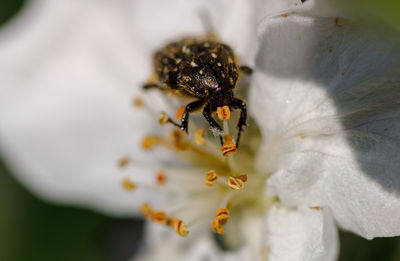 Close-up of insect on flower