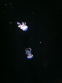 Close-up of jellyfish swimming in aquarium