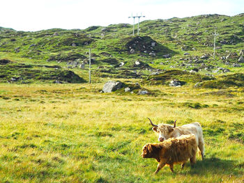 Sheep in a field