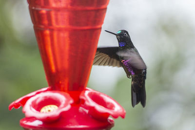 Close-up of a bird flying