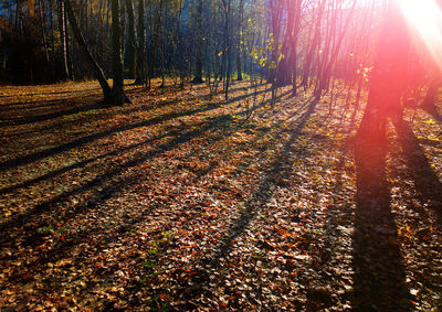Sunlight falling on trees in forest during autumn