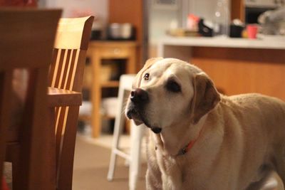 Close-up of dog looking away at home