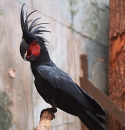 Close-up of bird perching outdoors