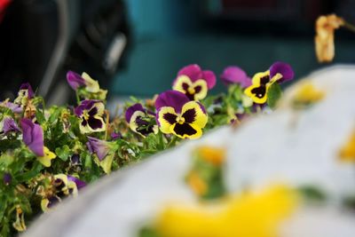 Close-up of flowers