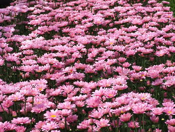 Close-up of pink flowering plant in field