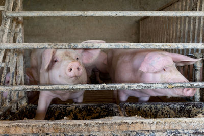 Pigs in sty at a farm.