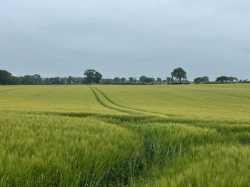 Scenic view of agricultural field against sky