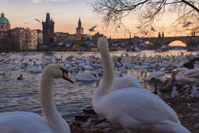 Swans in lake against buildings