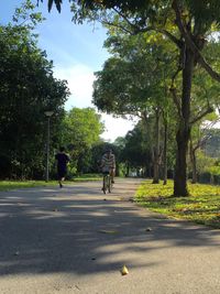 Road along trees