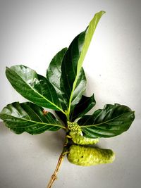 High angle view of fresh green leaves on table against wall