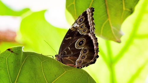 Close-up of butterfly perching on leaf
