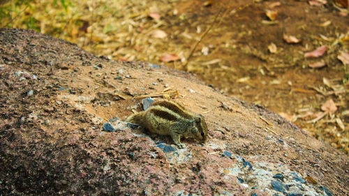 High angle view of lizard