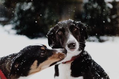 Close-up of dog during winter