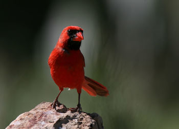 Close-up of bird perching