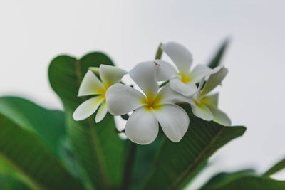 Close-up of white flowering plant