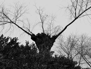 Low angle view of bare tree against sky