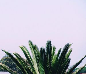 Low angle view of tree against blue sky