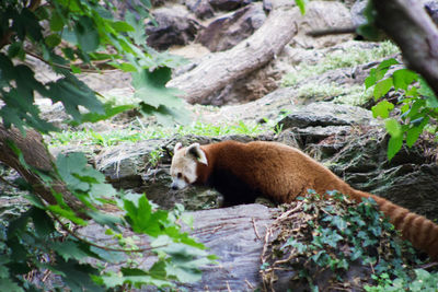 Side view of red panda on rock