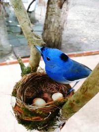 Close-up of birds perching on branch