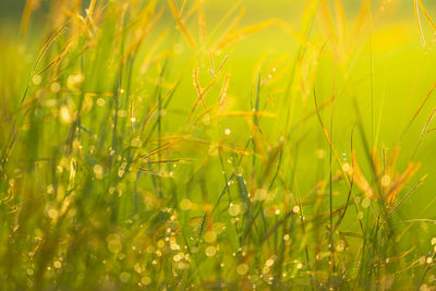 Close-up of grass growing in field