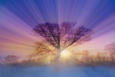 Bare trees on snow covered landscape during sunset