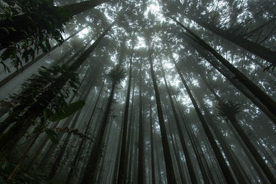 Low angle view of bamboo trees in forest