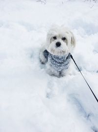 Portrait of dog in snow