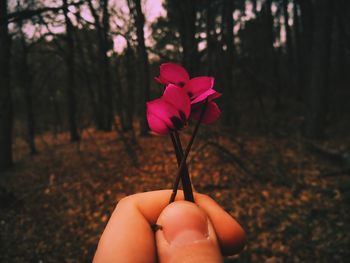 Close-up of hand holding pink flower tree