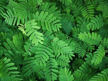 Full frame shot of green leaves