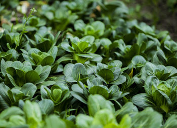 Close-up of plants