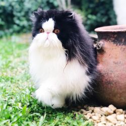 Close-up portrait of a cat