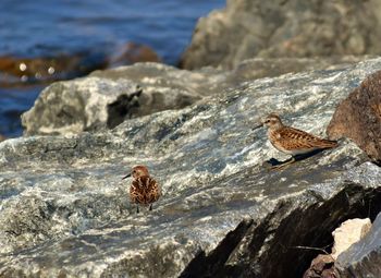 Birds on rock in sea