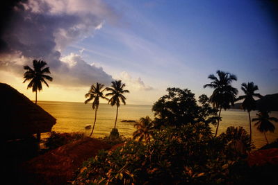 Silhouette palm trees on beach against sky at sunset