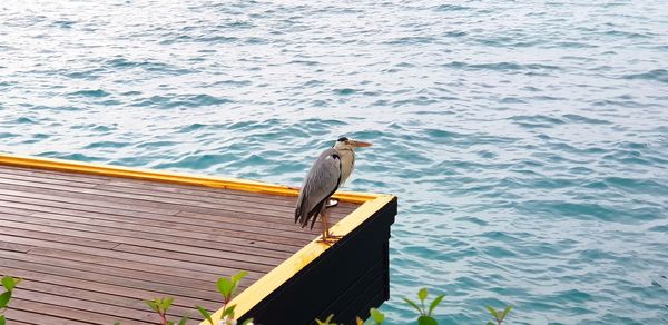 Bird perching on sea