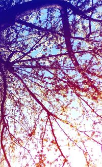 Low angle view of tree against sky