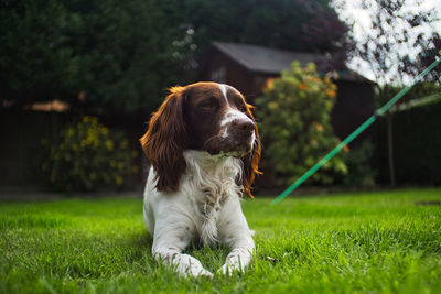 Dog looking away on field