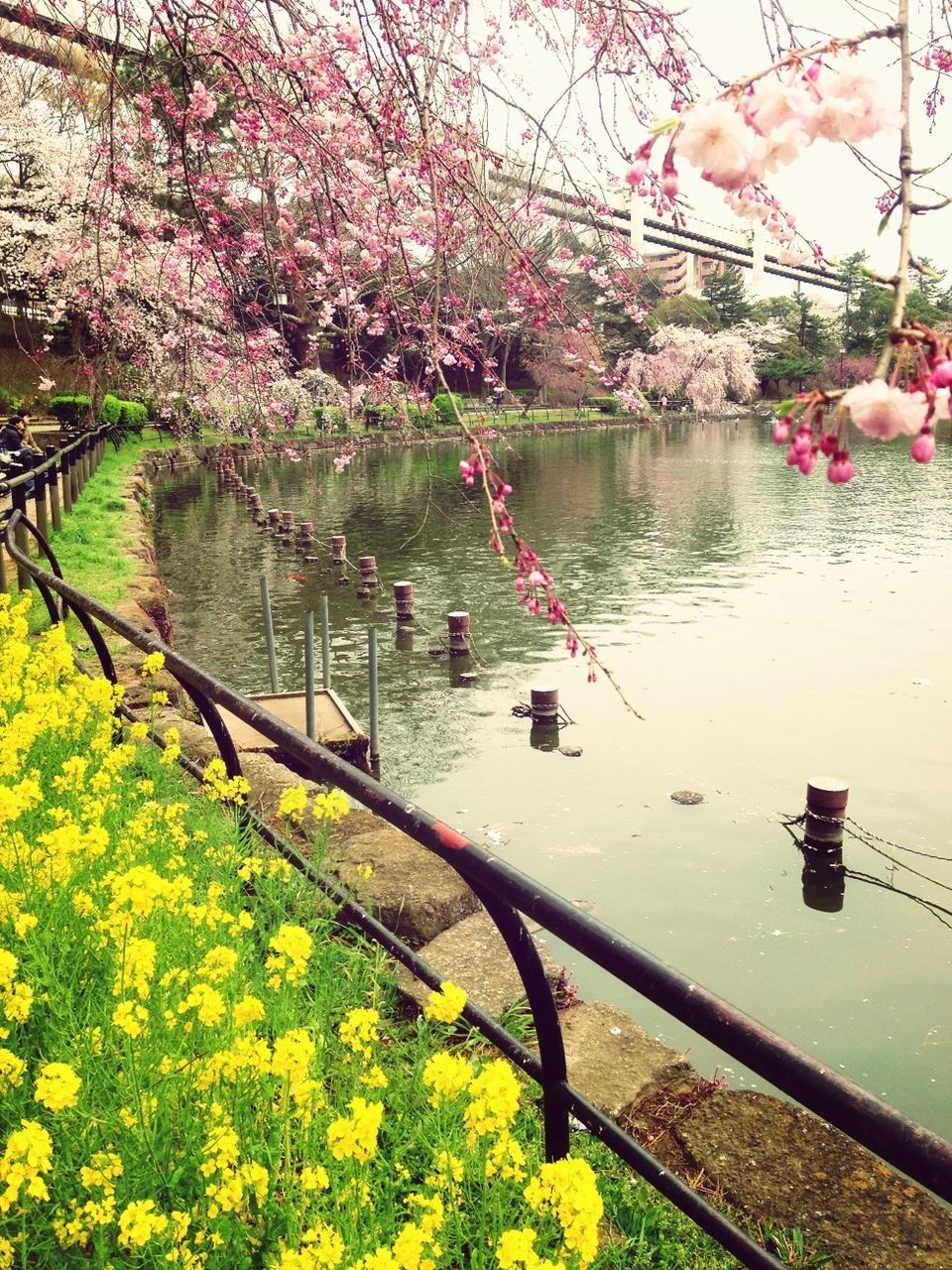 flower, tree, water, growth, freshness, beauty in nature, nature, railing, pink color, river, built structure, bridge - man made structure, fragility, branch, plant, blossom, architecture, lake, transportation, in bloom