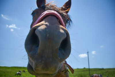 Close-up portrait of horse against blue sky