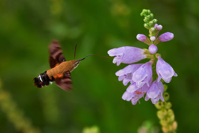 Close-up of butterfly pollinating on purple flower