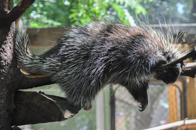 Close-up portrait of a porcupine relaxing in a tree on a sunny day