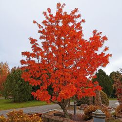 Close-up of orange flowering tree in park